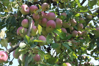 Low angle view of fruits growing on tree