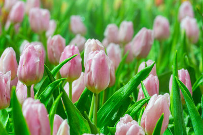 Close-up of pink tulips