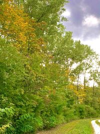 Trees and plants growing on field in forest