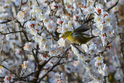 Cherry blossoms in spring