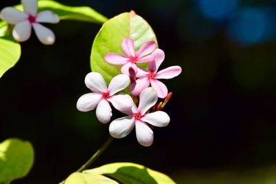 Close-up of pink flowering plant