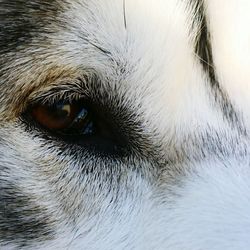 Close-up portrait of dog