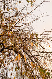 Low angle view of bare tree against sky during winter