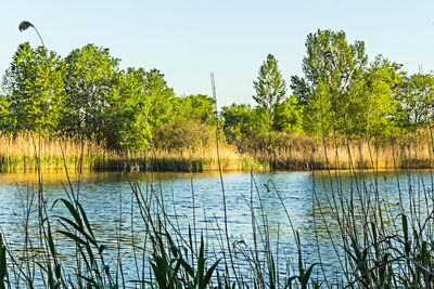 Scenic view of lake against clear sky