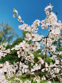 Close-up of white cherry blossoms in spring