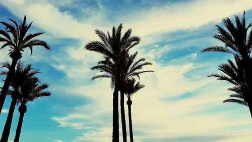 Low angle view of palm trees against sky