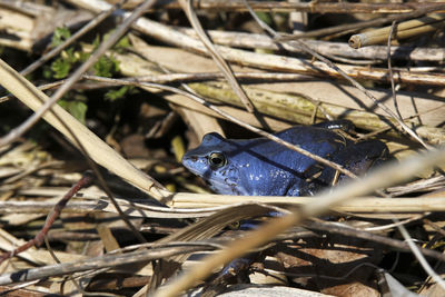 Male moor frog turns blue in spring at breeding time,moorfrosch