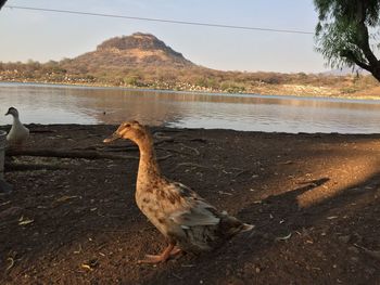 View of bird on beach