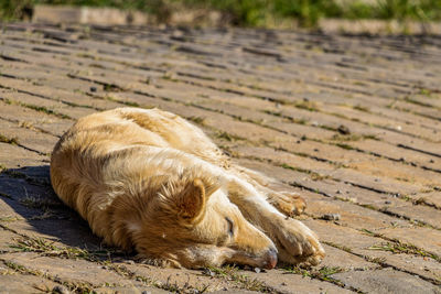 View of a cat resting on field