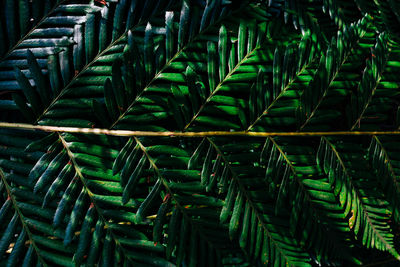 Full frame shot of plants