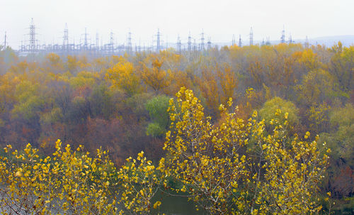 Yellow flowers growing in field