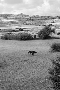 Horse grazing on field against sky