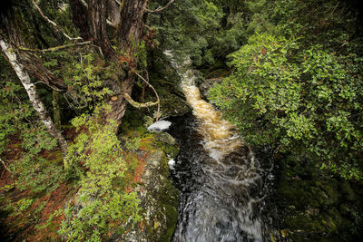 View of stream flowing through forest