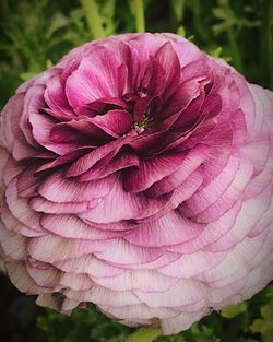 Close-up of flower