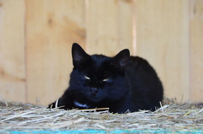 Close-up of black cat