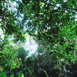 Low angle view of trees in forest