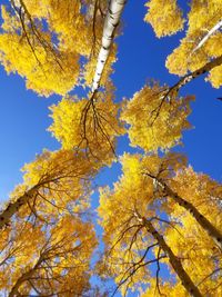 Low angle view of maple tree against blue sky