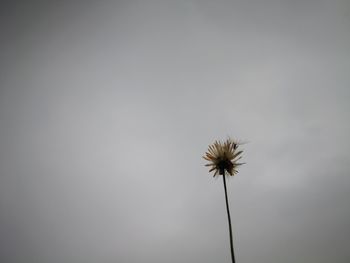 Low angle view of flower against the sky