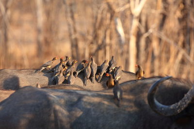 Group of small wild birds