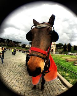 Close-up portrait of a horse