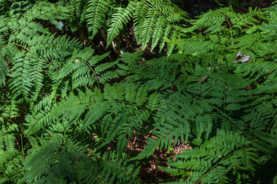 High angle view of fern leaves in forest