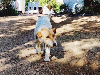 Dog on the road