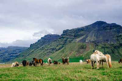 Cows grazing on field against sky