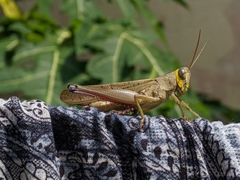 Close-up of grasshopper 