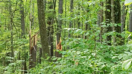 Trees in forest