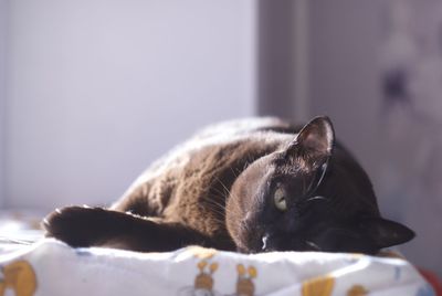 Close-up of a cat resting at home