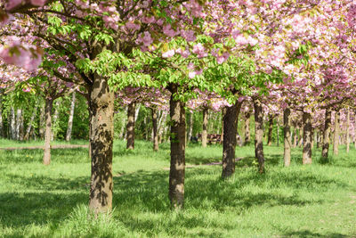 View of flowering trees in farm