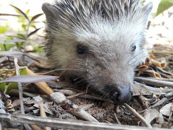 Close-up of insect on leaf