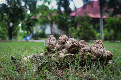 Close-up of stack of rocks on field