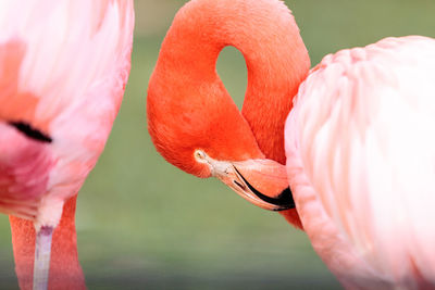 Close-up of flamingo