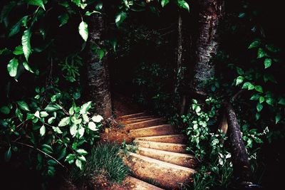 High angle view of stairs amidst trees in forest