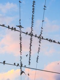 Low angle view of birds perching on cable against sky
