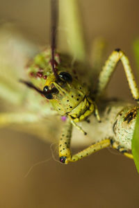 Close-up of insect