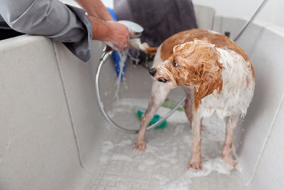 Dog holding hands in bathroom