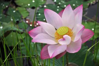 Close-up of pink water lily blooming outdoors