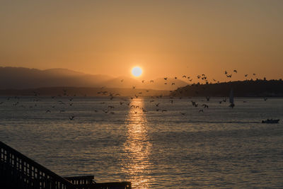 Silhouette birds flying over sea against sky during sunset