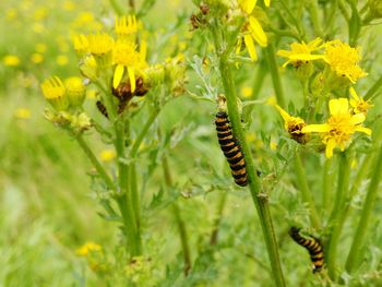 Close-up of caterpillar on yellow flower in field