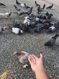 High angle view of hand feeding birds