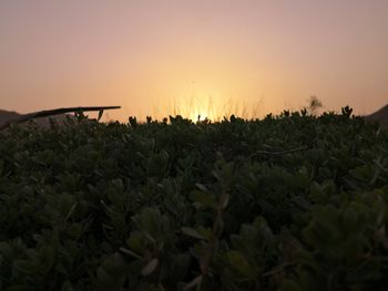 Close-up of crops growing on field against sky during sunset