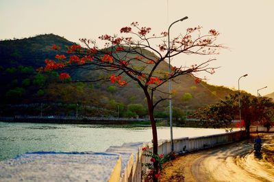 Tree by river against clear sky