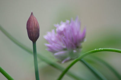 Close-up of purple flowering plant