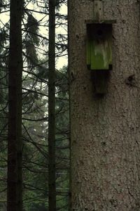 Trees in the dark