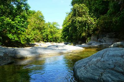 Scenic view of river amidst trees in forest against sky