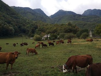 Cows grazing in a field