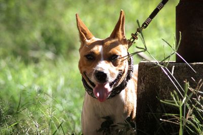 Portrait of a dog on field