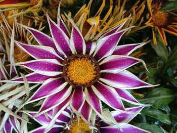 Close-up of purple flower blooming outdoors